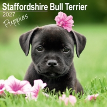 Staffordshire Bull Terrier Puppies