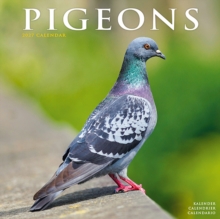 Pigeons