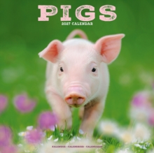 Pigs