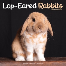 Rabbits Lop Eared