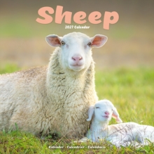 Sheep Wall