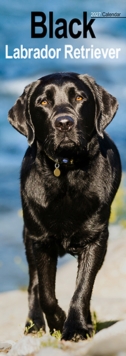 Labrador Retriever Black Slim