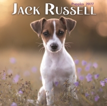 Jack Russell Puppies Mini