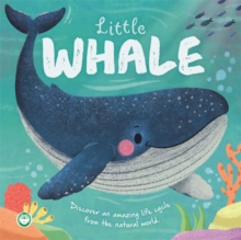 Little Whale Little Nature Stories : An Illustrated Story About The Life Cycle Of A Whale Autumn Publishing