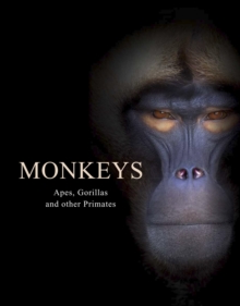 Monkeys : Apes, Gorillas and other Primates