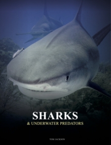 Sharks and Underwater Predators