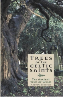 Trees of the Celtic Saints ? The Ancient Yews of Wales