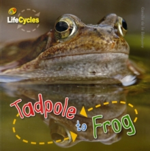 Lifecycles: Tadpole to Frog, Hardback Book Lifecycles: Tadpole to Frog, Hardback Book