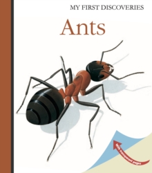 Ants, Hardback Book Ants, Hardback Book