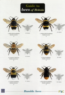 Bees of Britain