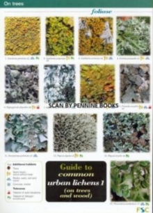 Guide to Common Urban Lichens : On Trees and Wood Pt. 1