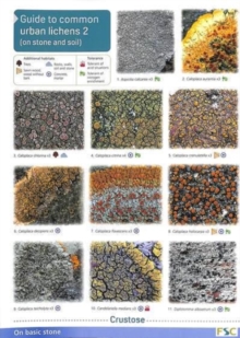 Guide to Common Urban Lichens : On Stones and Soil Pt. 2