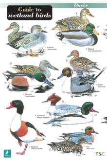 A Guide to Wetland Birds, Hardback Book A Guide to Wetland Birds, Hardback Book