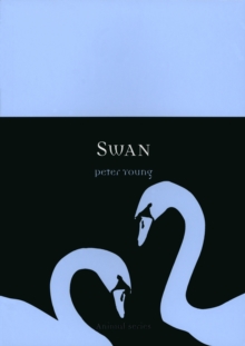 Swan