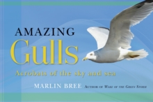 Amazing Gulls