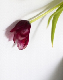 Tulip : My Mother's Favourite Flower, Hardback Book Tulip : My Mother's Favourite Flower, Hardback Book