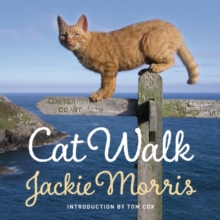Cat Walk, Hardback Book Cat Walk, Hardback Book