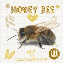 Life Cycle of a Honey Bee, Hardback Book Life Cycle of a Honey Bee, Hardback Book