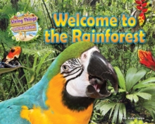 Welcome to the Rainforest