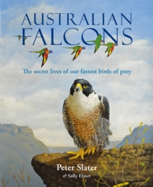 Australian Falcons : The secret lives of our fastest birds of prey