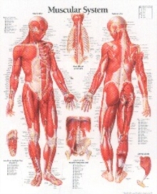 Muscular System with Male Figure Paper Poster, Poster Book Muscular System with Male Figure Paper Poster, Poster Book