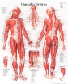 Muscular System with Male Figure Laminated Poster