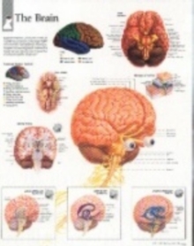 Brain, Wallchart Book Brain, Wallchart Book