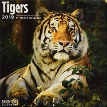 Tigers 2019, Calendar Book Tigers 2019, Calendar Book