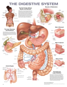 The Digestive System Anatomical Chart