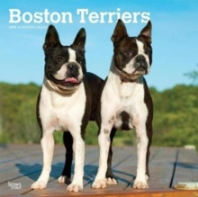 Boston Terriers 2019 Square Wall Calendar, Calendar Book Boston Terriers 2019 Square Wall Calendar, Calendar Book