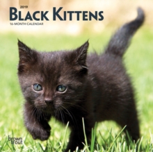 Black Kittens 2019 Mini Wall Calendar, Calendar Book Black Kittens 2019 Mini Wall Calendar, Calendar Book