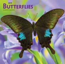 Butterflies 2019 Square Wall Calendar, Calendar Book Butterflies 2019 Square Wall Calendar, Calendar Book