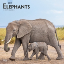 Elephants 2019 Square Wall Calendar, Calendar Book Elephants 2019 Square Wall Calendar, Calendar Book