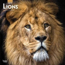 Lions 2019 Square Wall Calendar, Calendar Book Lions 2019 Square Wall Calendar, Calendar Book