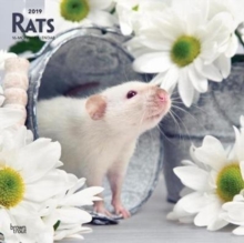 Rats 2019 Square Wall Calendar, Calendar Book Rats 2019 Square Wall Calendar, Calendar Book