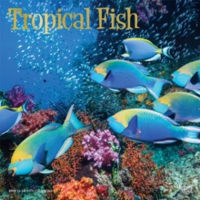 Tropical Fish 2019 Square Wall Calendar, Calendar Book Tropical Fish 2019 Square Wall Calendar, Calendar Book
