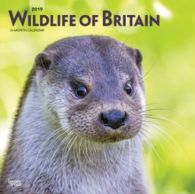 Wildlife of Britain 2019 Square Wall Calendar, Calendar Book Wildlife of Britain 2019 Square Wall Calendar, Calendar Book
