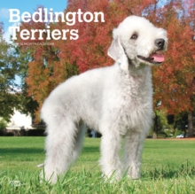Bedlington Terriers 2019 Square Wall Calendar, Calendar Book Bedlington Terriers 2019 Square Wall Calendar, Calendar Book