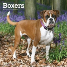 Boxers International Edition 2019 Square Wall Calendar, Calendar Book Boxers International Edition 2019 Square Wall Calendar, Calendar Book
