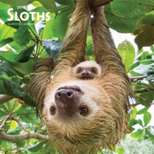 Sloths 2019 Square Wall Calendar, Calendar Book Sloths 2019 Square Wall Calendar, Calendar Book