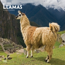 Llamas 2019 Square Wall Calendar, Calendar Book Llamas 2019 Square Wall Calendar, Calendar Book