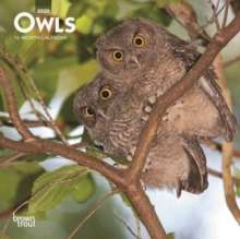 Owls 2020 Mini Wall Calendar, Calendar Book Owls 2020 Mini Wall Calendar, Calendar Book