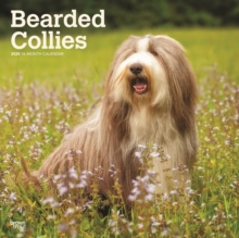 Bearded Collies 2020 Square Wall Calendar, Calendar Book Bearded Collies 2020 Square Wall Calendar, Calendar Book