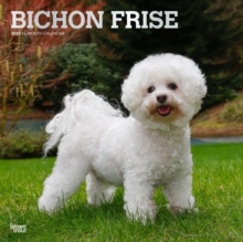 Bichon Frise 2020 Square Wall Calendar, Calendar Book Bichon Frise 2020 Square Wall Calendar, Calendar Book