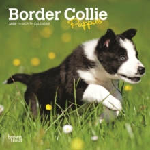 Border Collie Puppies 2020 Mini Wall Calendar, Calendar Book Border Collie Puppies 2020 Mini Wall Calendar, Calendar Book