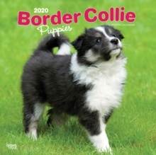 Border Collie Puppies 2020 Square Wall Calendar, Calendar Book Border Collie Puppies 2020 Square Wall Calendar, Calendar Book