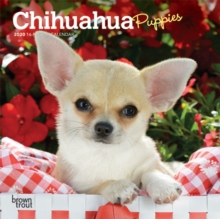 Chihuahua Puppies 2020 Mini Wall Calendar, Calendar Book Chihuahua Puppies 2020 Mini Wall Calendar, Calendar Book
