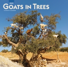 Goats in Trees 2020 Square Wall Calendar, Calendar Book Goats in Trees 2020 Square Wall Calendar, Calendar Book