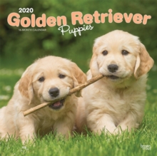 Golden Retriever Puppies 2020 Square Wall Calendar, Calendar Book Golden Retriever Puppies 2020 Square Wall Calendar, Calendar Book