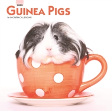 Guinea Pigs 2020 Mini Wall Calendar, Calendar Book Guinea Pigs 2020 Mini Wall Calendar, Calendar Book